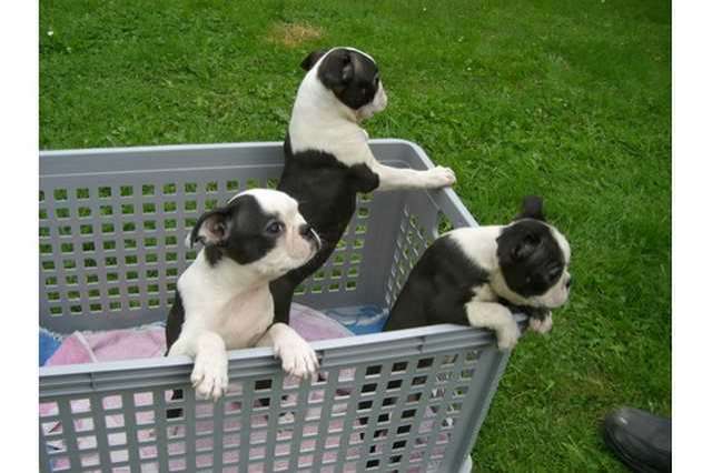 Boston-Terrier Welpe sucht noch ein neues Zuhause.